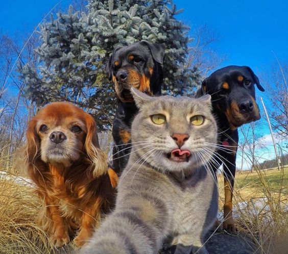 pet-articles