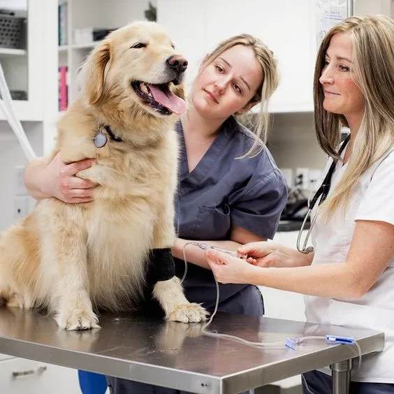 pet-checkup